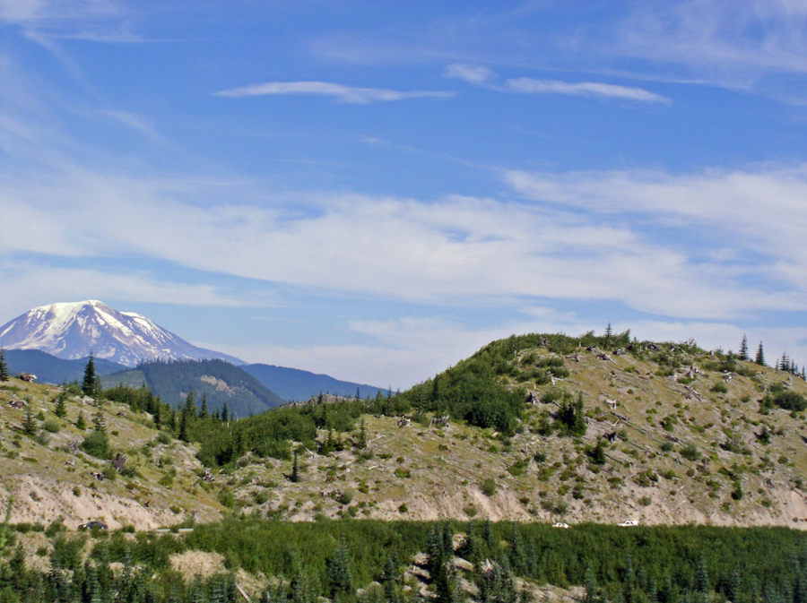 New Growth with Mt. Rainier looming