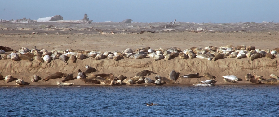 Seals lounging in the morning sun