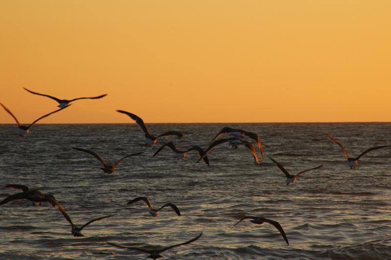 Flying into the sunset