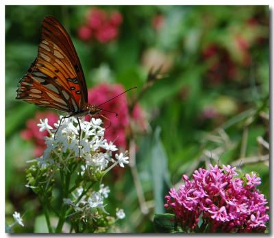 Painted Lady