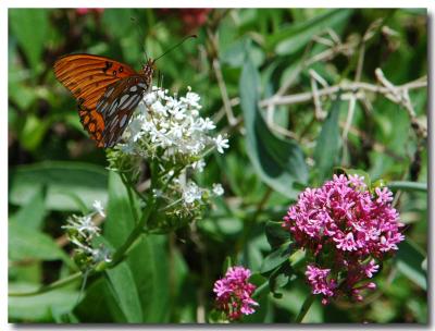 Painted Lady