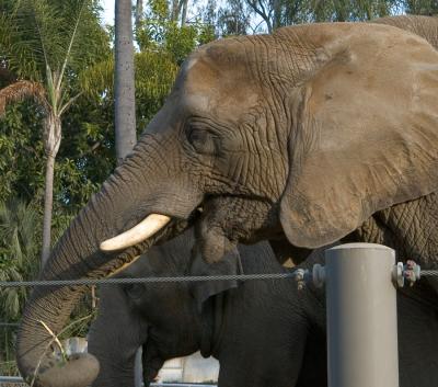 San Diego Zoo 7/13/05