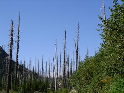 The devastation from Mt. St. Helens