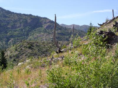 The devastation from Mt. St. Helens