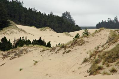 Oregon Dunes