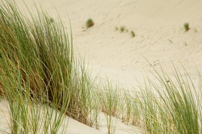 Oregon Dunes