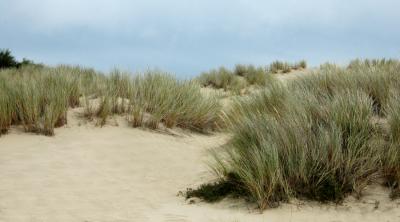 Oregon Dunes