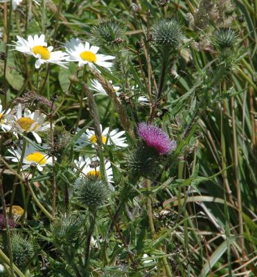 Wildflowers