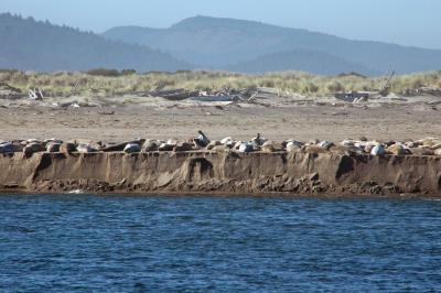 Seals lounging in the morning sun