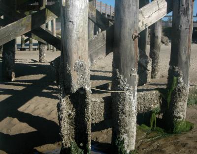 Low Tide Pier