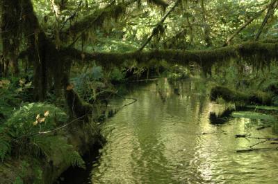 Hoh Rain Forest, WA