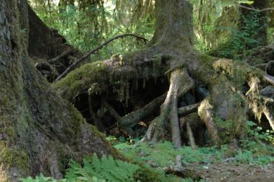 Hoh Rain Forest, WA