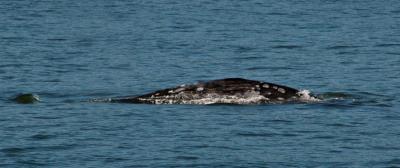 Freddy the Gray Whale, San Juan Islands, WA