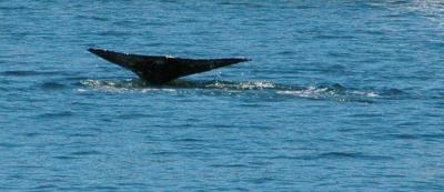 Freddy the Gray Whale, San Juan Islands, WA