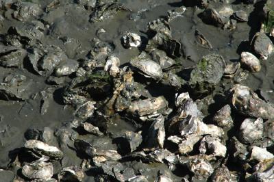 Oysters at Wescott Bay Oyster Farm, San Juan Island, WA