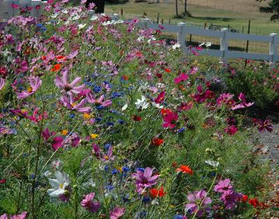 Cosmos at Alpaca Farm