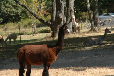 Krystal Acres Alpaca Farm, San Juan Island, WA