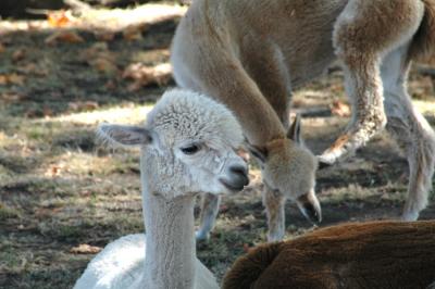 Krystal Acres Alpaca Farm, San Juan Island, WA