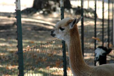 Krystal Acres Alpaca Farm, San Juan Island, WA