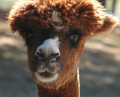 Krystal Acres Alpaca Farm, San Juan Island, WA