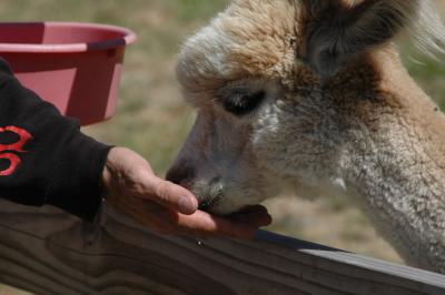 Krystal Acres Alpaca Farm, San Juan Island, WA