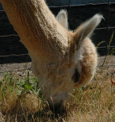 Krystal Acres Alpaca Farm, San Juan Island, WA