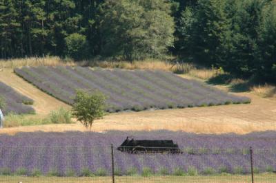 Pelindaba Lavender Farm, San Juan Island, WA