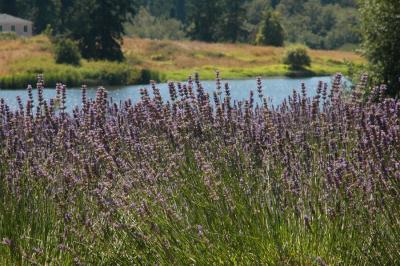 Pelindaba Lavender Farm, San Juan Island, WA