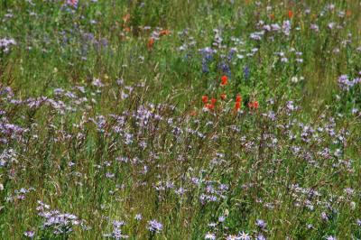 Wildflowers at Mt. Rainier, WA