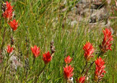 Wildflowers at Mt. Rainier, WA