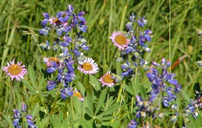 Wildflowers at Mt. Rainier, WA