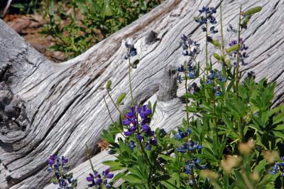 Wildflowers at Mt. Rainier, WA