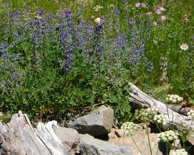 Wildflowers at Mt. Rainier, WA