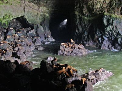 Sea Lion Caves, OR