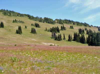 Alpine Meadow, Mt. Rainier, WA