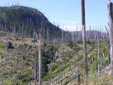 The devastation from Mt. St. Helens