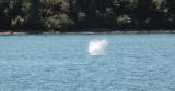 Freddy the Gray Whale, San Juan Islands, WA