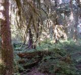 Hoh Rain Forest, WA