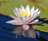 Water Lilies