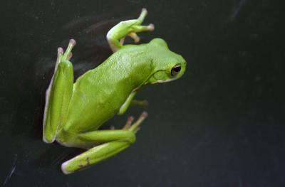 v3/04/580804/3/46743812.TreeFrog.jpg