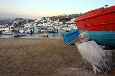 v3/04/580804/3/46761784.PelicanonMykonos.jpg