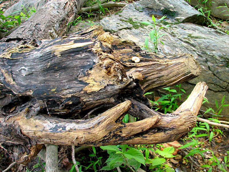 Driftwood