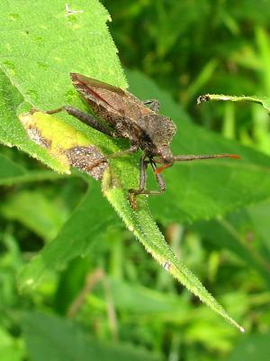 Shield Bug ?