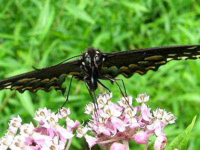 Stealth Butterfly