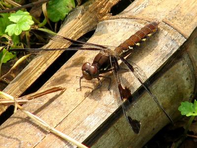 Dragonfly