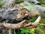 Driftwood