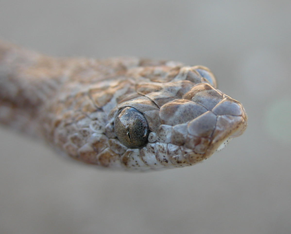 Western Lyre Snake, Trimorphodon biscutatus
