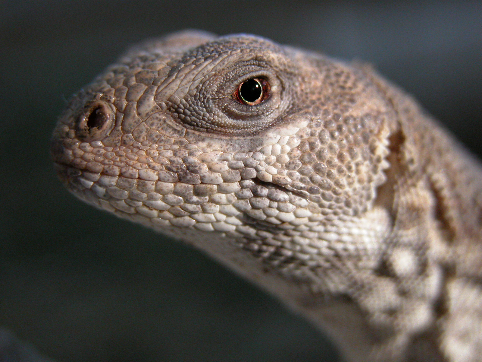 Desert Iguana Dipsosaurus dorsalis