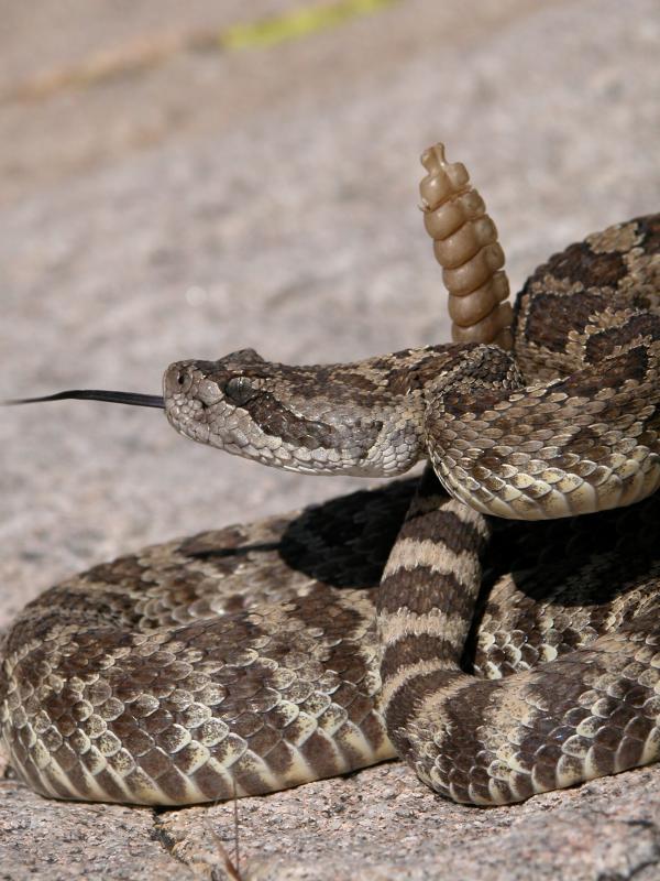 Western Rattlesnake, Crotalus v. lutosus