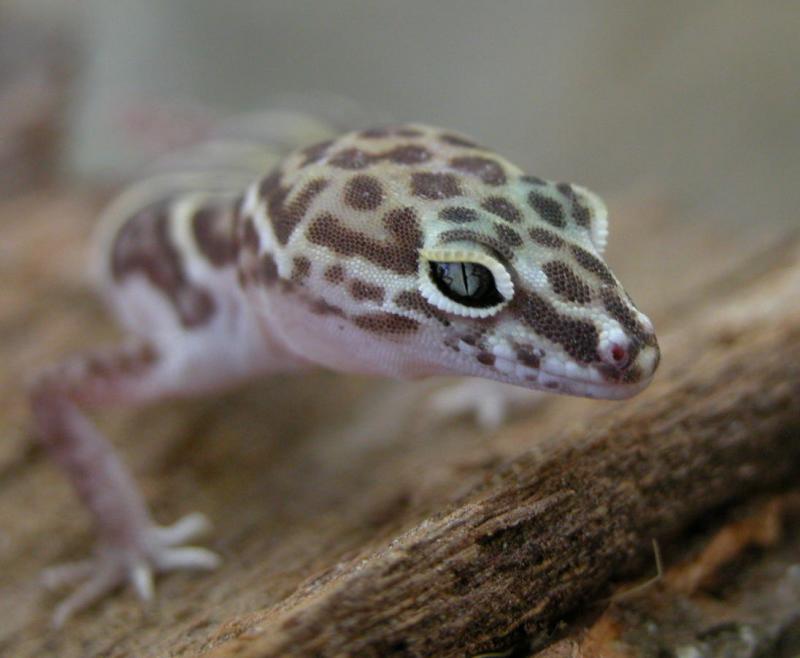 Western Banded Gecko, Coleonyx variegatus
